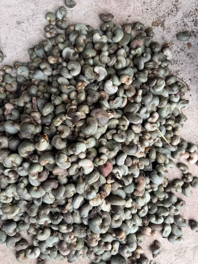 Raw cashew nuts export